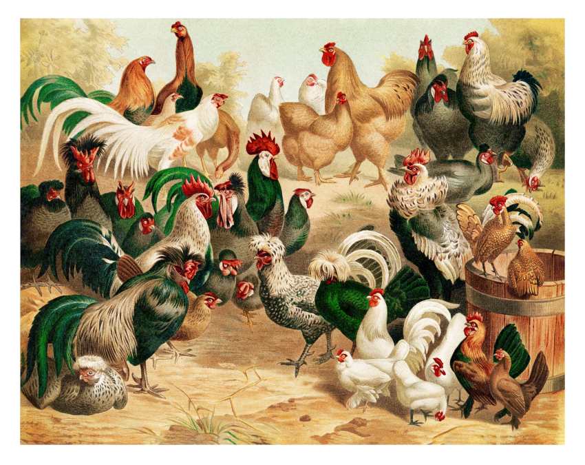 Digitally restored antique illustration of various breeds of chickens