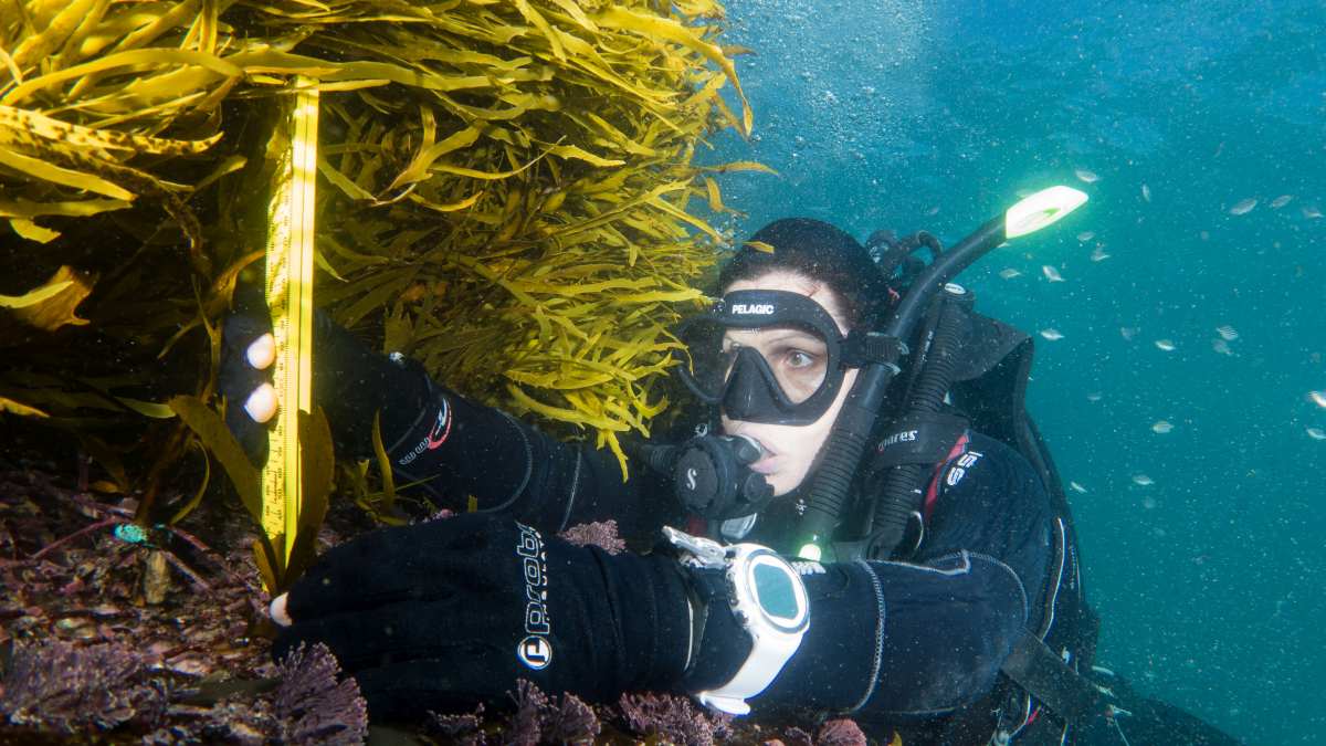 A diver measures algae in the ocean.