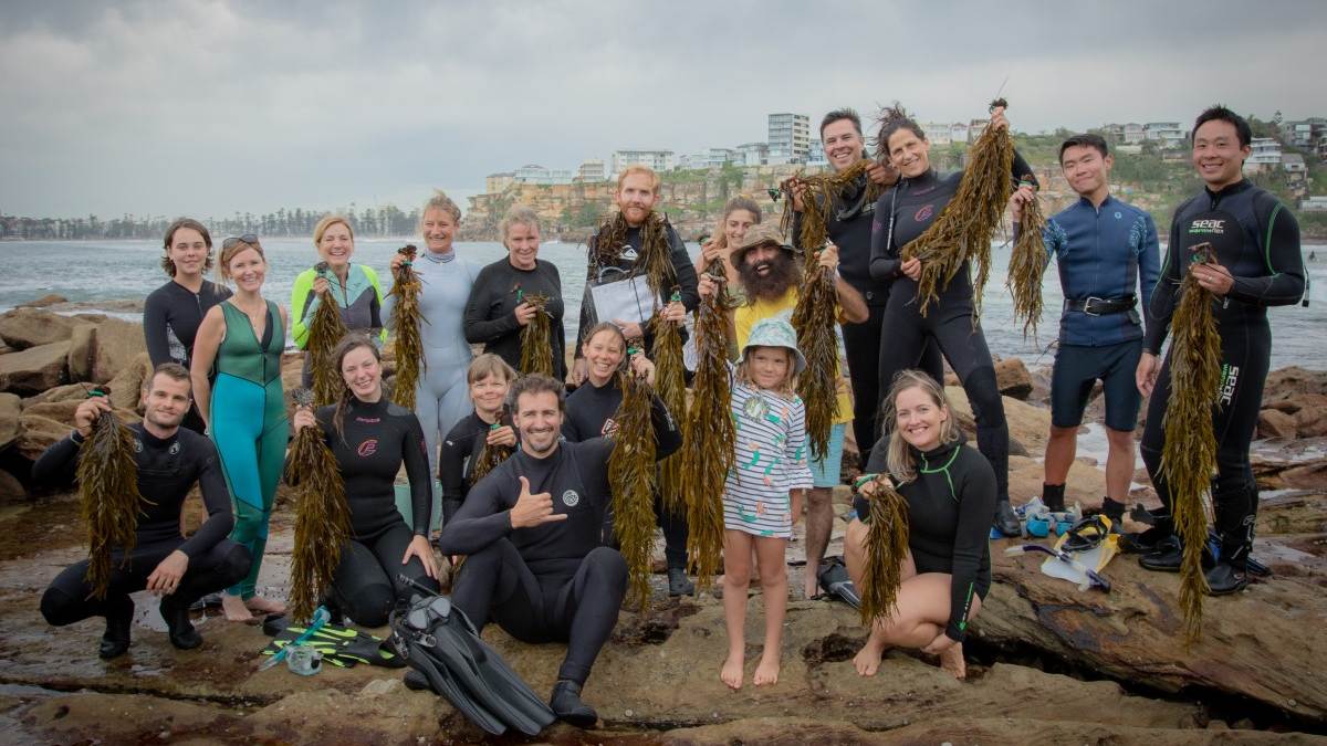 Divers with kelp
